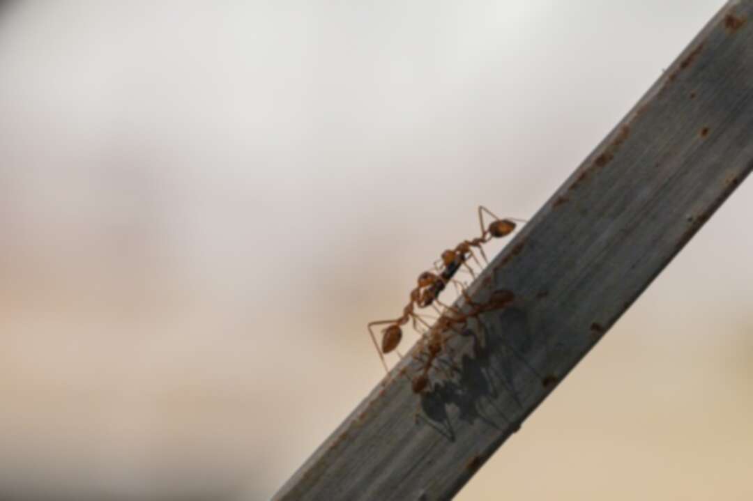تناول النمل والحشرات الأخرى يحميك من السرطان