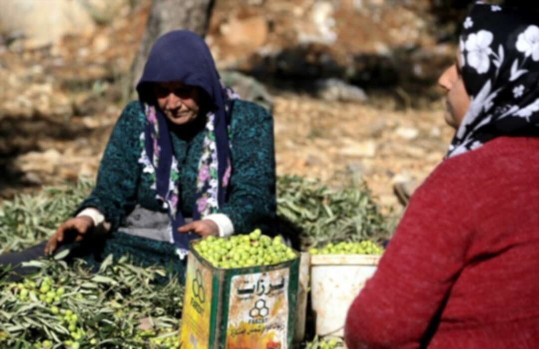 النظام يسقط زيت الزيتون السوري من قائمة الاستهلاك العالمي