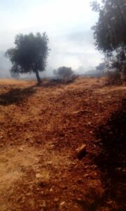 فرض أتاوات وحرق للغابات بيد فصائل مدعومة من تركيا في عفرين