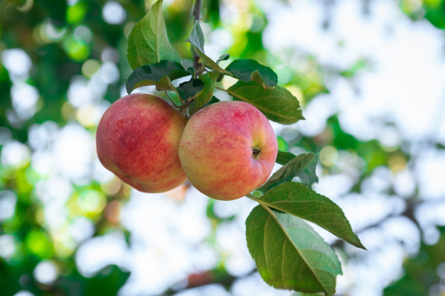 علماء الأحياء يعثرون على بكتيريا خطيرة داخل التفاح