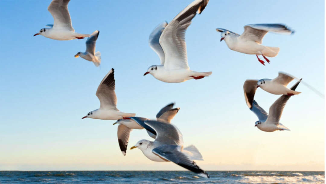 دراسة تكشف كيفية إحساس الطيور والحيوانات بالمجال المغناطيسي