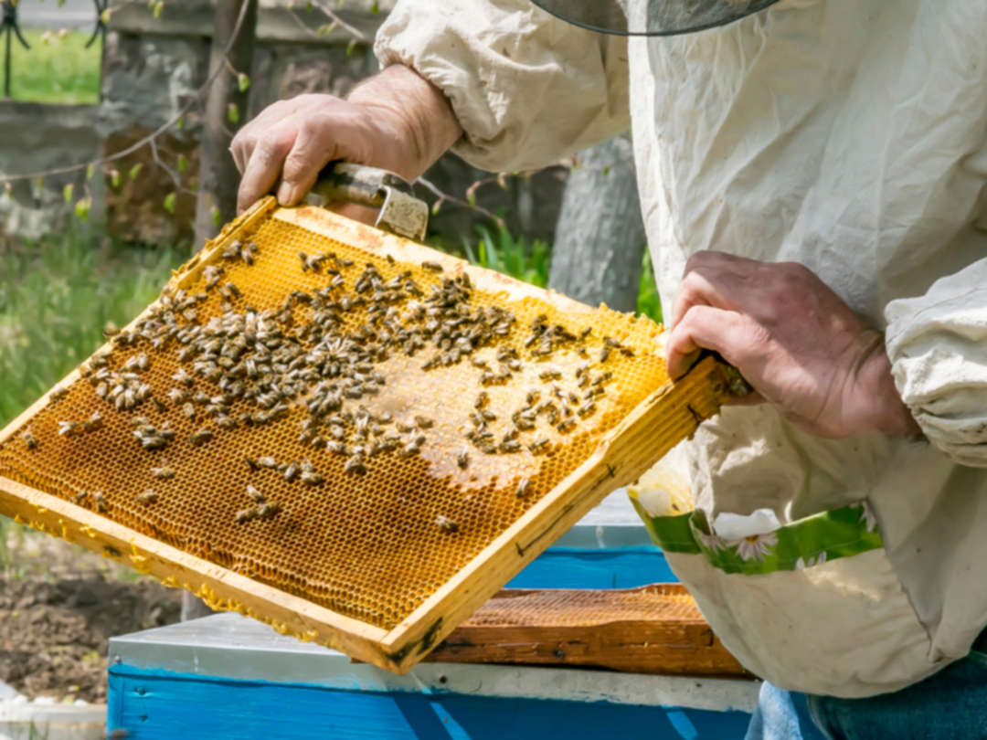 فوائد عسل النحل الصحية