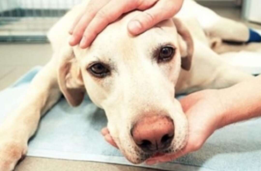 دراسة: عاطفة الكلاب تشفي من جميع الأمراض