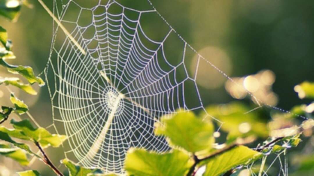 شبكة العنكبوت قد تكون بديلاً آمناً للبيئة في المستقبل