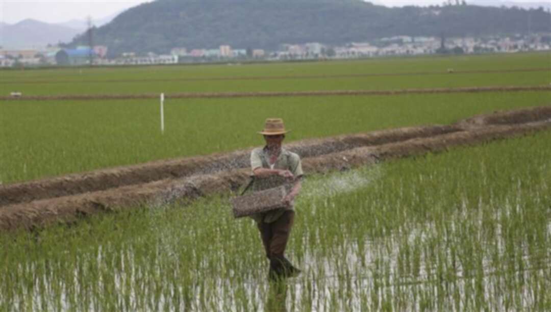 توقعات بتراجع محاصيل الحبوب في كوريا الشمالية.. يزيد من مُعاناة الحصار عليها