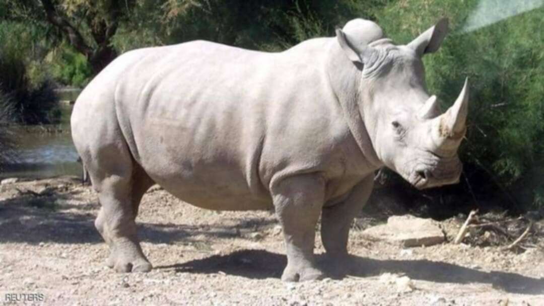 حديقة فرنسية تعلن نفوق أكبر انثى وحيد قرن لديها عن 55 عام