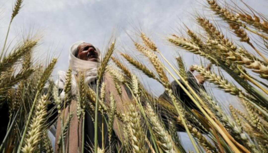 مصر تزرع ثلث المساحة المخصصة للقمح منذ بداية العام