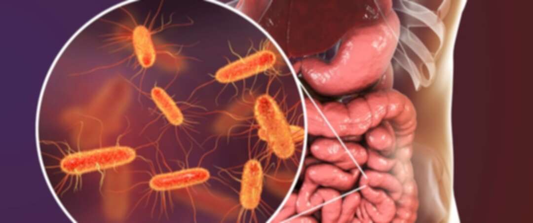 ما أهمية البكتيريا في جسم الانسان؟