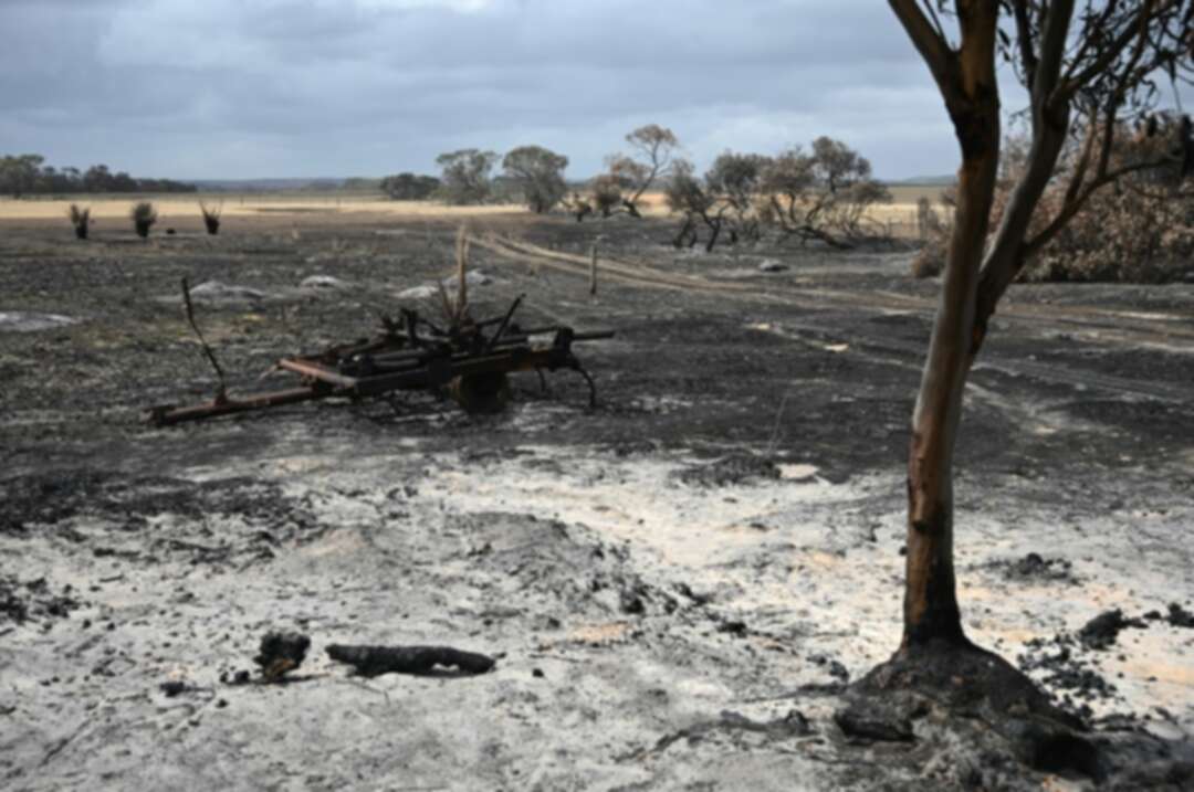Australia's farmers count cost after bushfires wipe out livestock