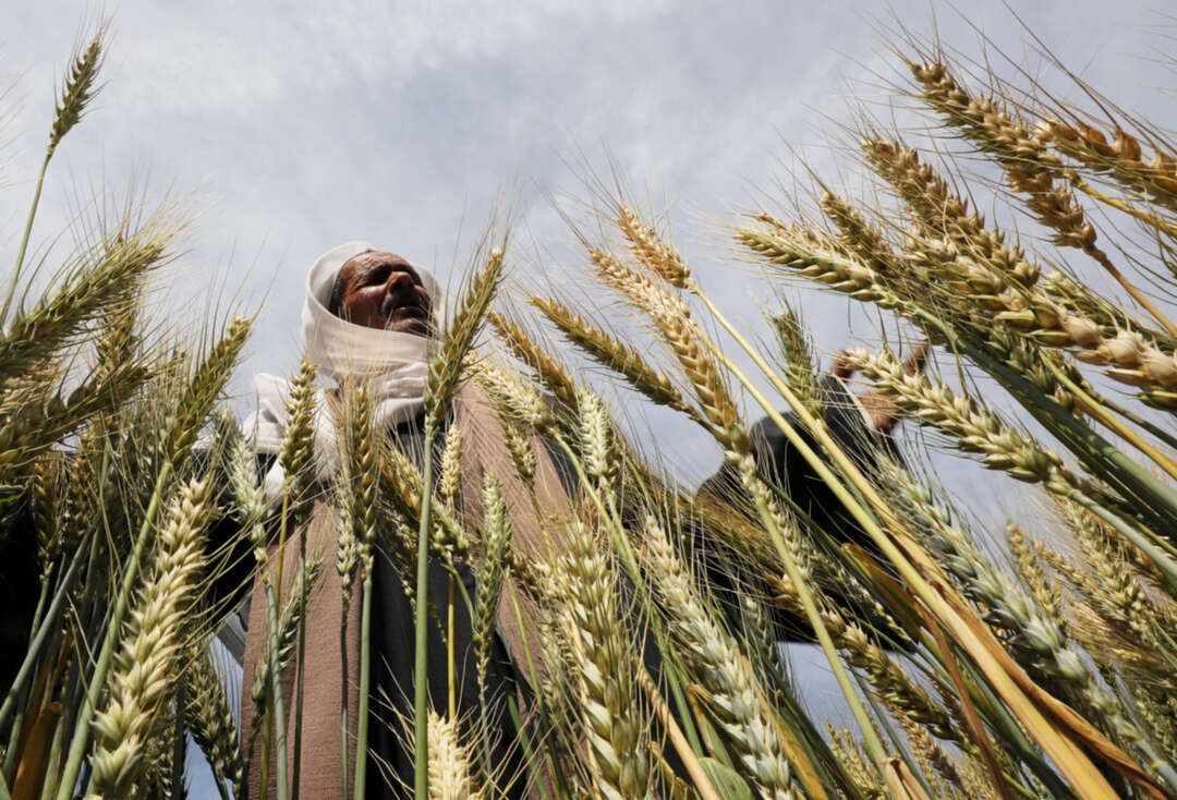 قلة المشاركين تدفع مصر لإلغاء مناقصة لشراء القمح