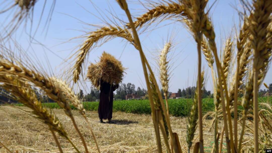 مصر تعلن رغبتها بشراء كمية غير محدود من القمح