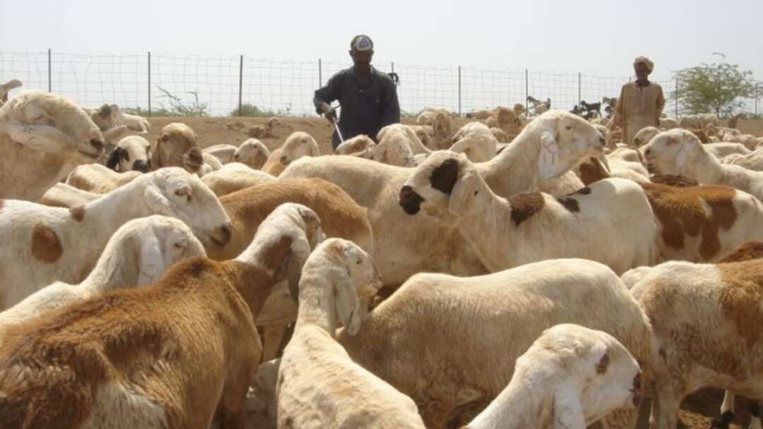 السودان.. استئناف تصدير الماشية إلى الأسواق العربية