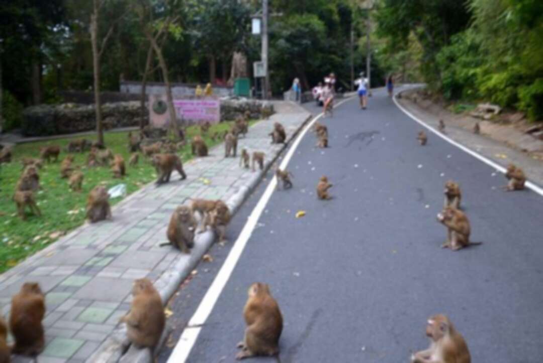 انخفاض عدد السياح في تايلاند بسبب كورونا.. يؤدي لمعركة بين القرود من أجل موزة