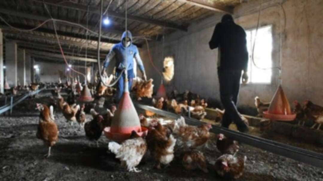 Iraq reports H5N8 bird flu outbreak on farm in Samaraa