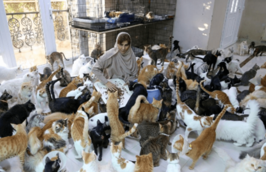 حوّلت منزلها إلى ملجأ.. سيدة عمانية تتبنّى 500 من الحيوانات الشاردة