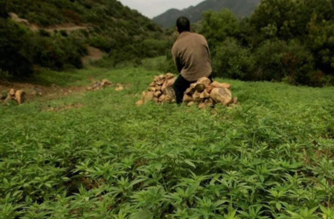 Morocco considering legalizing medicinal cannabis for therapeutic use
