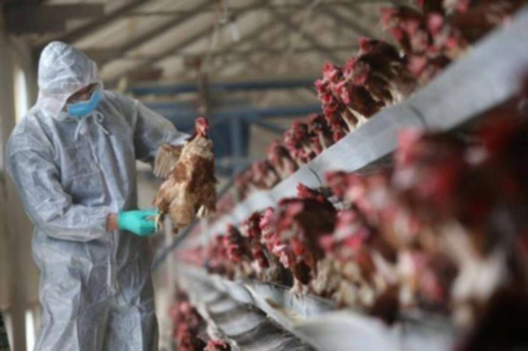 روسيا تسجل أول إصابة بـأنفونزا الطيور