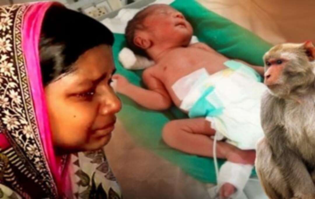 الهند: قردة تخطف توءماً رضيعاً حديث الولادة وتنهي حياة أحدهما