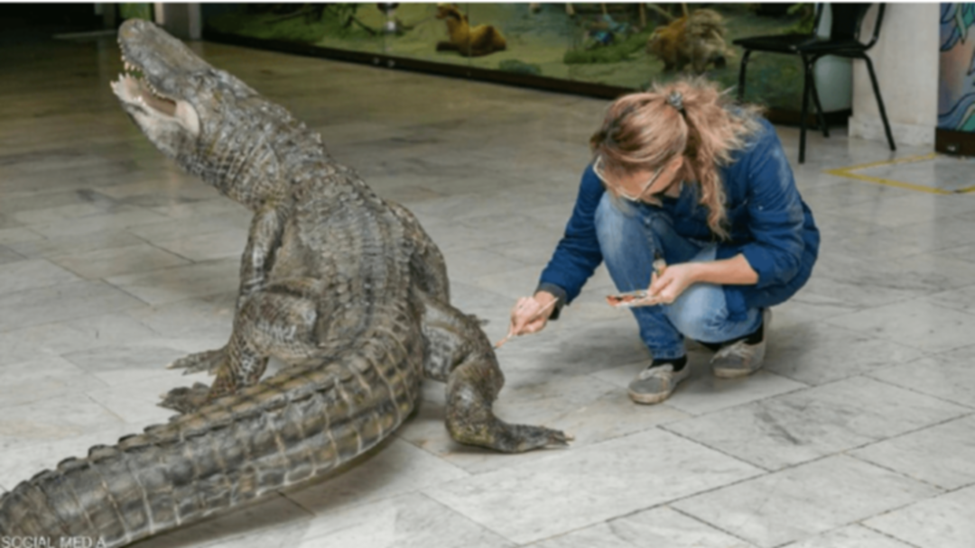 تحنيط تمساح هتلر “زحل” ونصبه في متحف بموسكو