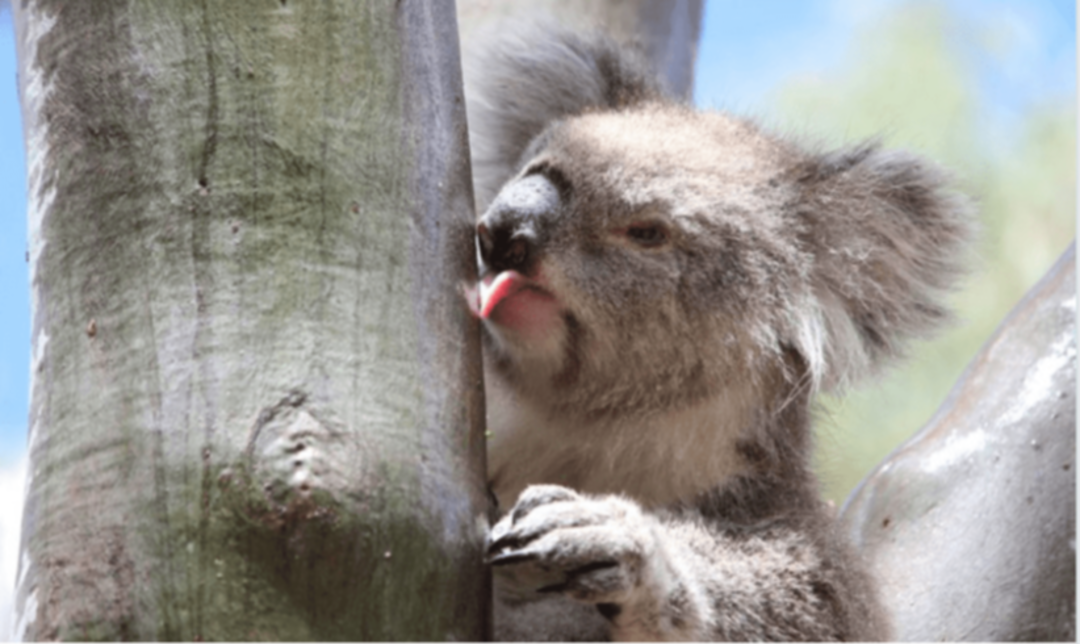 نحو 60 ألفاً من حيوانات الكوالا.. خسائر حرائق أستراليا العام الماضي