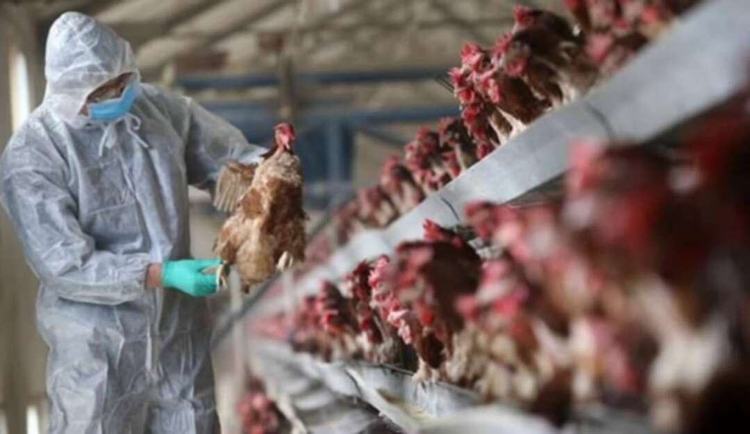 الكشف عن أول إصابة بشرية بأنفلونزا الطيور في الصين
