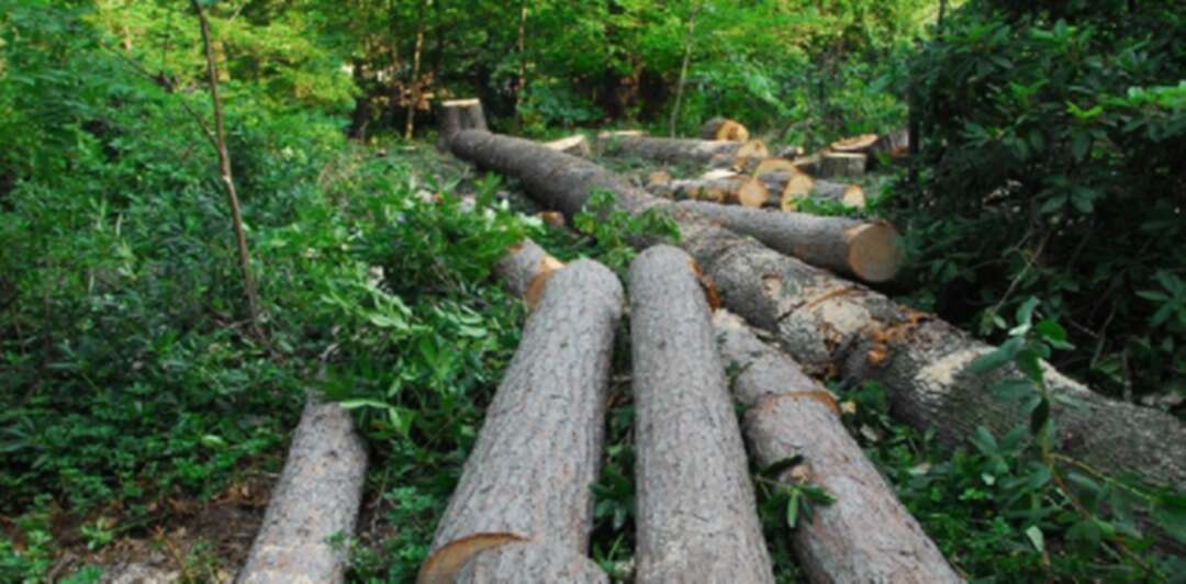 الصين الأولى عالمياً في القضاء على الغابات