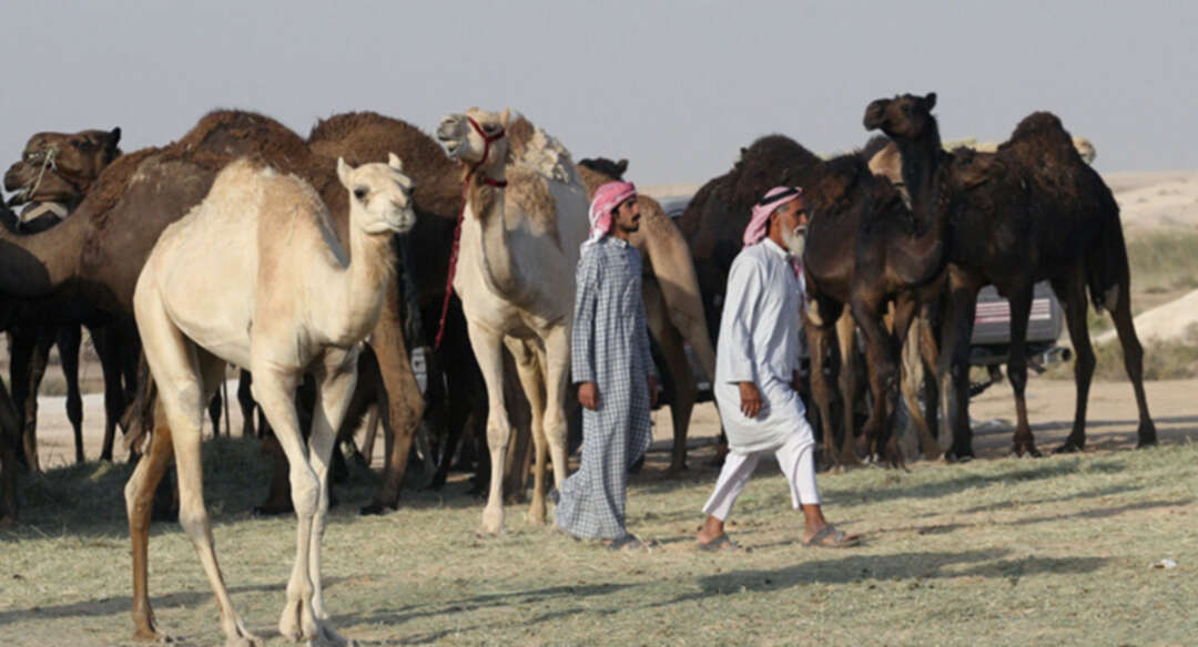 جائحة جديدة تلوح في الأفق مصدرها الجِمال