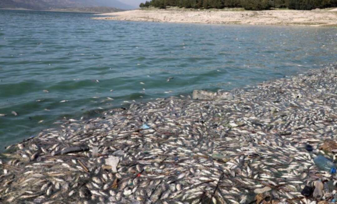 Tons of dead fish wash up on shore of polluted Lebanon lake near Litani river