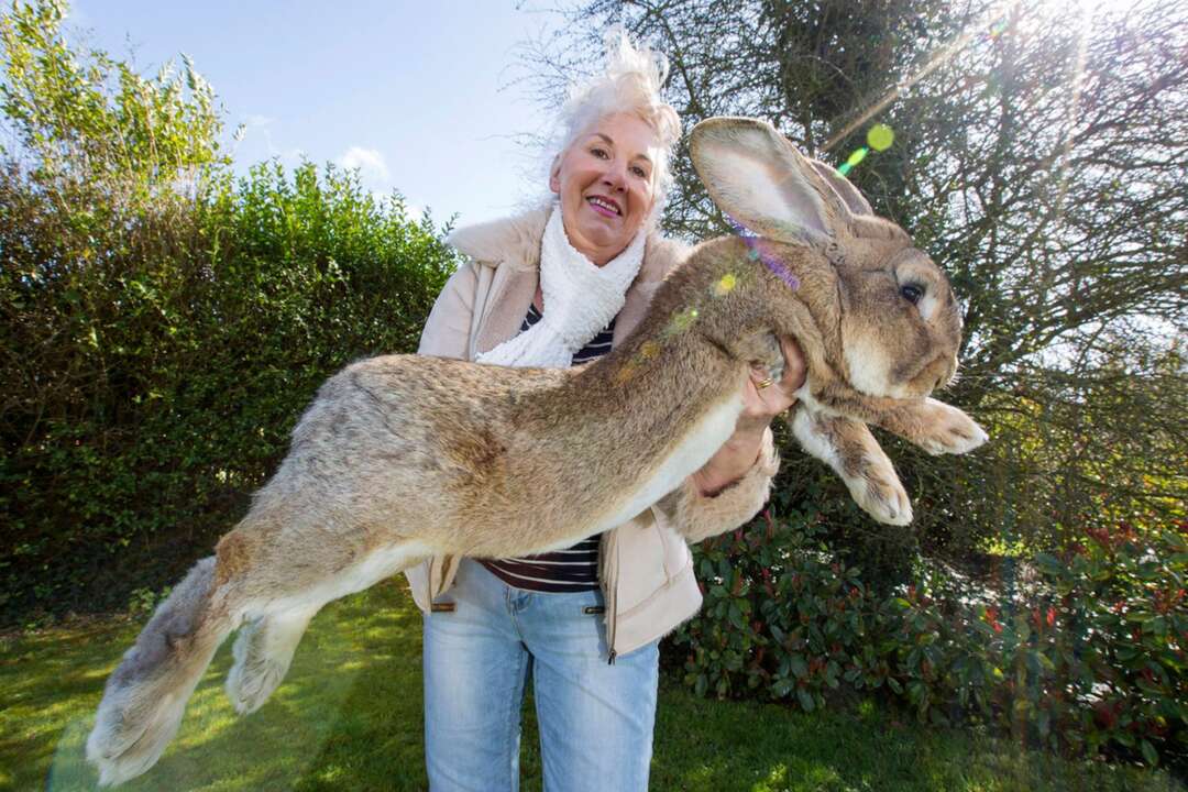 الأرنب الأكبر في العالم ضحية لعملية سرقة