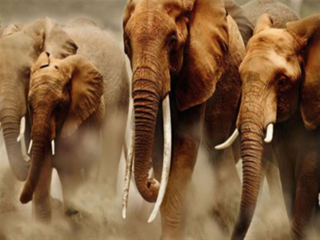 جنوب إفريقيا... صياد غير شرعي يقضي دهساً تحت أقدام قطيع من الفيلة