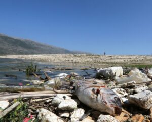 A dead fish is seen at the shore of Lake Qaraoun on the Litani River, Lebanon April 29, 2021. (Reuters)