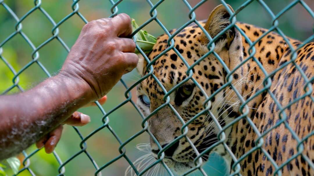 Chinese city releases flock of chickens as bait to track down escaped leopard