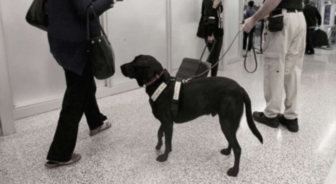 بريطانيا تدرب الكلاب البوليسية لرصد مصابي كورونا