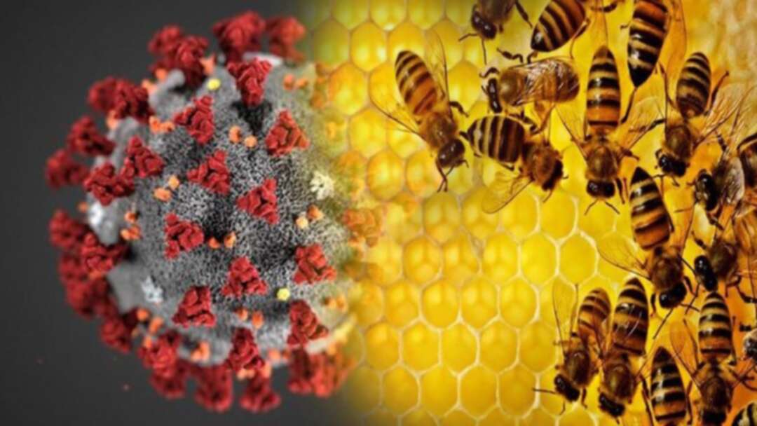 باحثون يكافئون النحل لاكتشافه عينات ملوثة بكوفيد-19