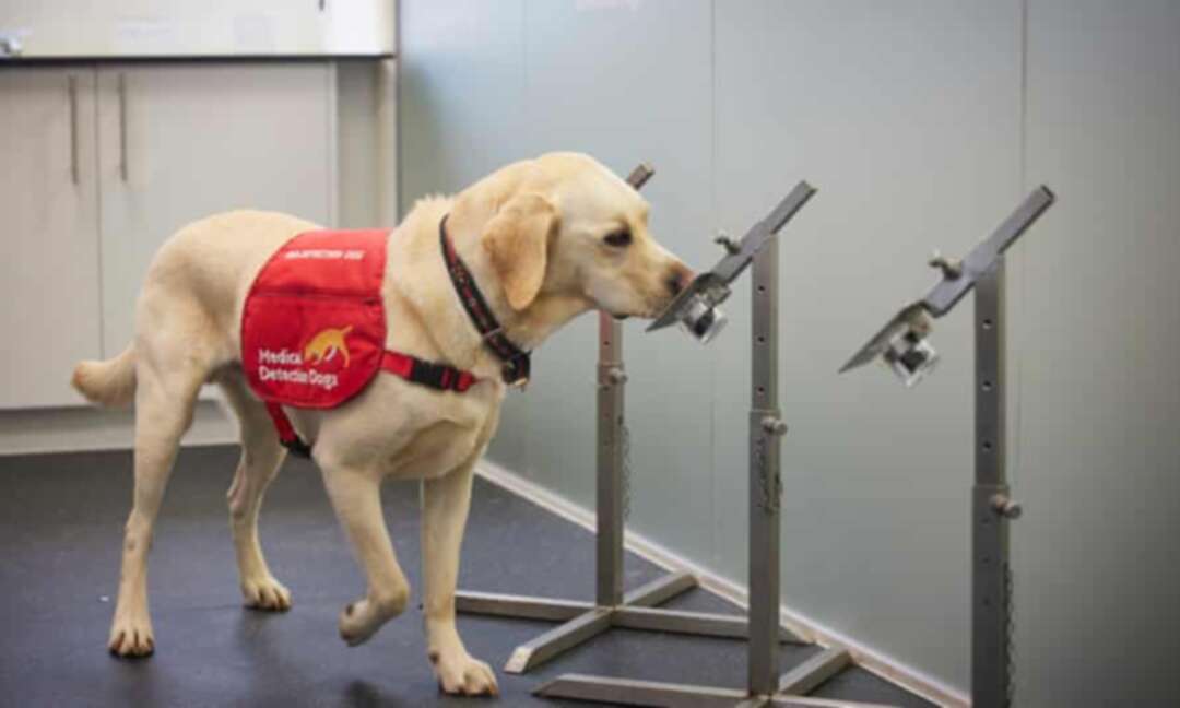 Dogs detect coronavirus immediately and accurately