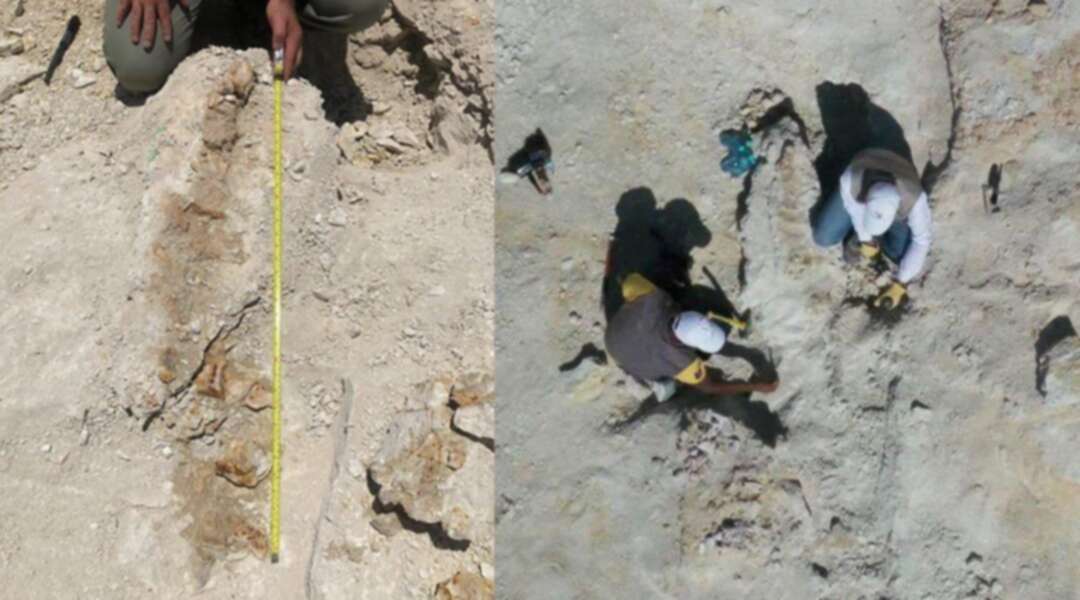 اكتشاف بقايا حوت يعود لـ37 مليون عاماً في السعودية