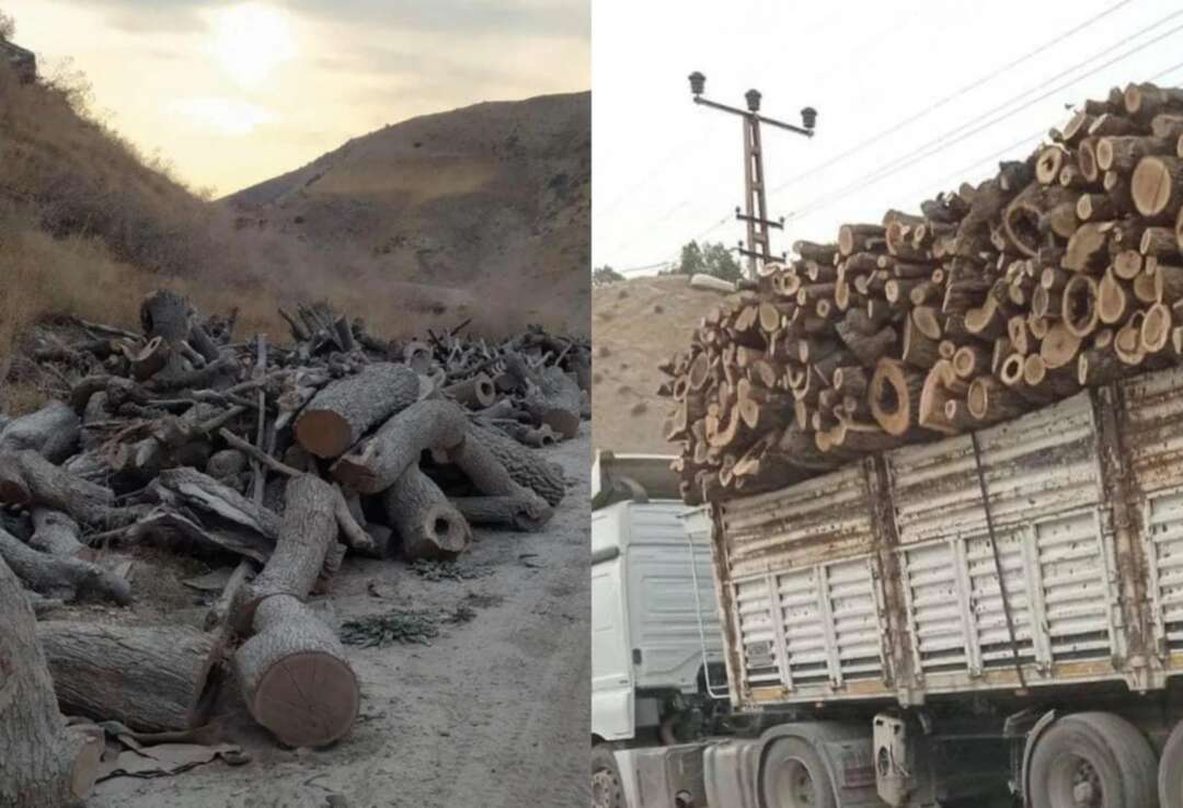 In a campaign of deforestation, Turkey steals Iraqi Kurdistan's trees