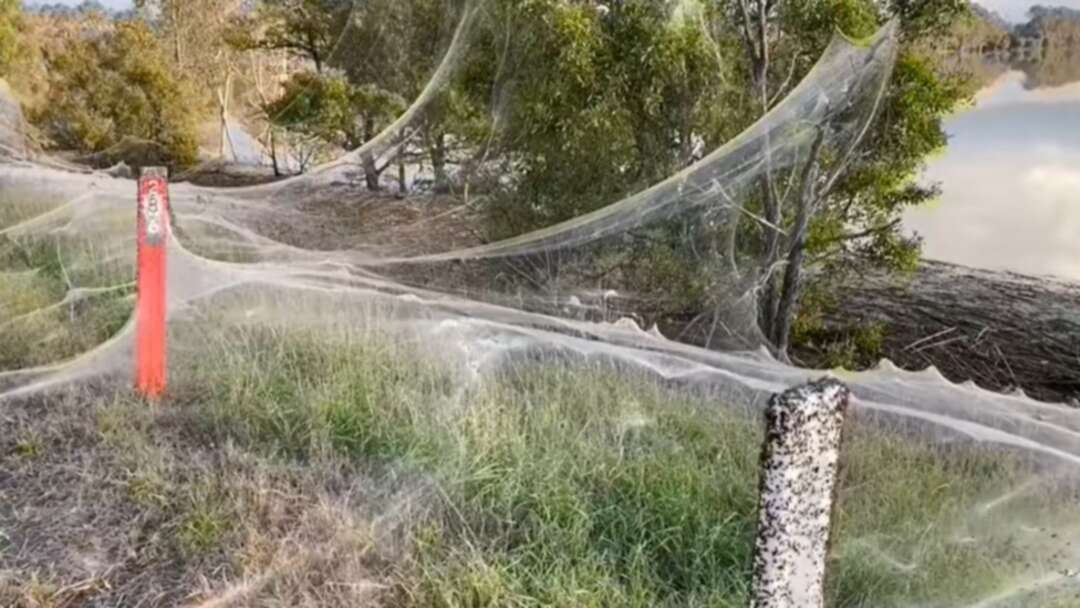 After recently hit by floods, spider webs cover Australia's trees and paddocks