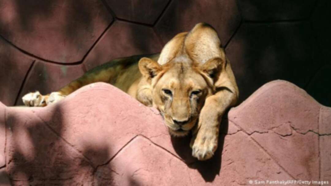 Lioness dies from COVID-19 in an Indian zoo