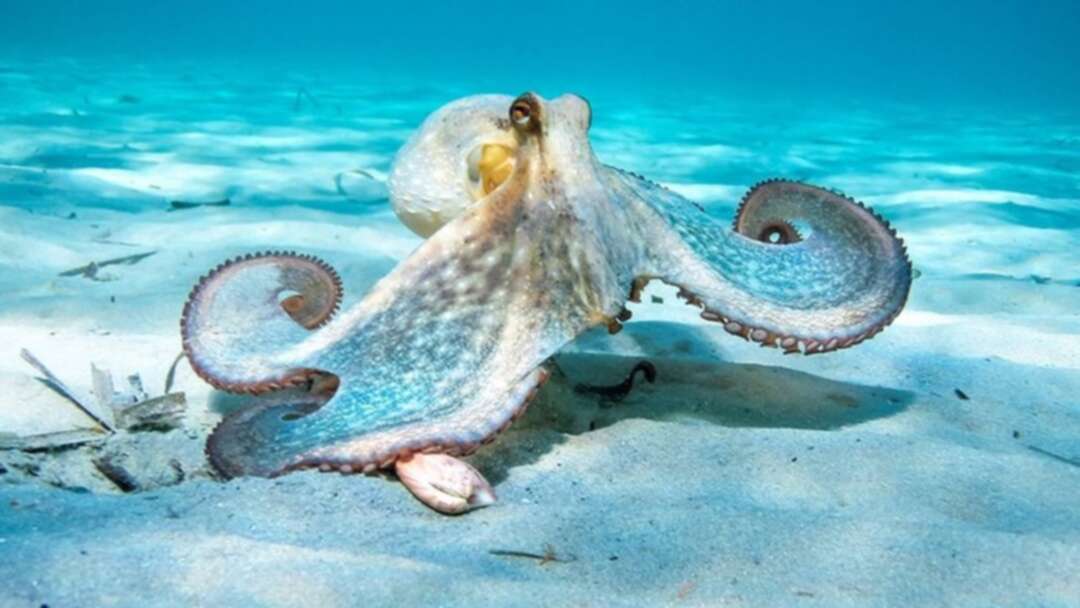 UK Conservative MPs argue to protect octopus or lobster legally