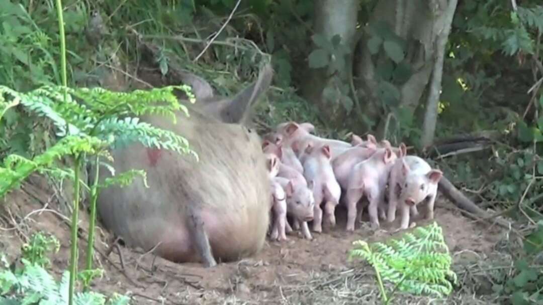 Pregnant pig ,Matilda, leave farm to give birth to 10 piglets in woodland
