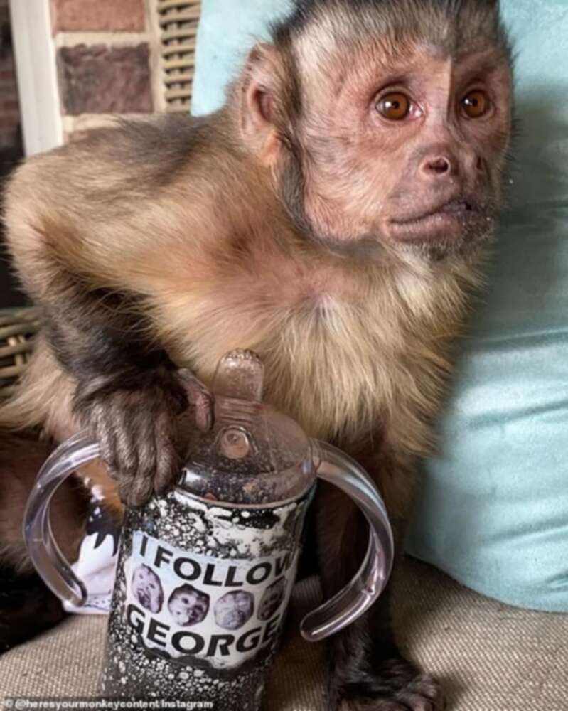 Social media users mourn the death of TikTok's most famous monkey