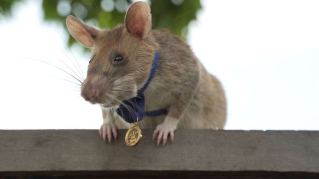 in a five-year career, Magawa the hero rat retires detecting landmines