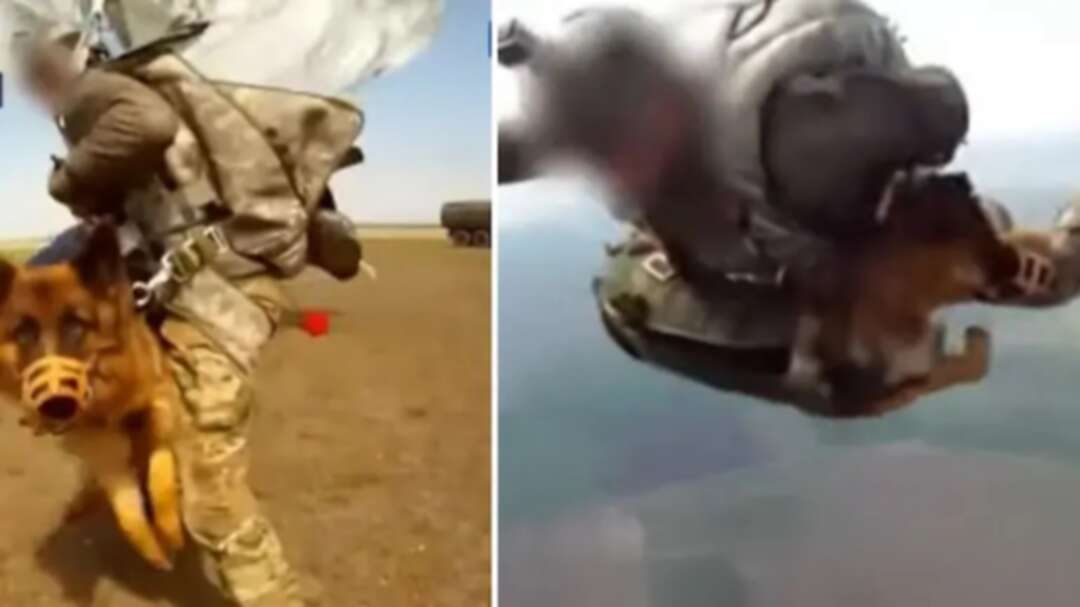 Russia Develops Parachute to make Service Dogs Fly Out of Plane