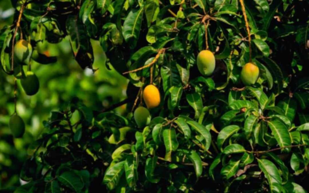 Indian Horticulturist Plants 121 Varieties Of Mango Branches On A Single Mango Tree
