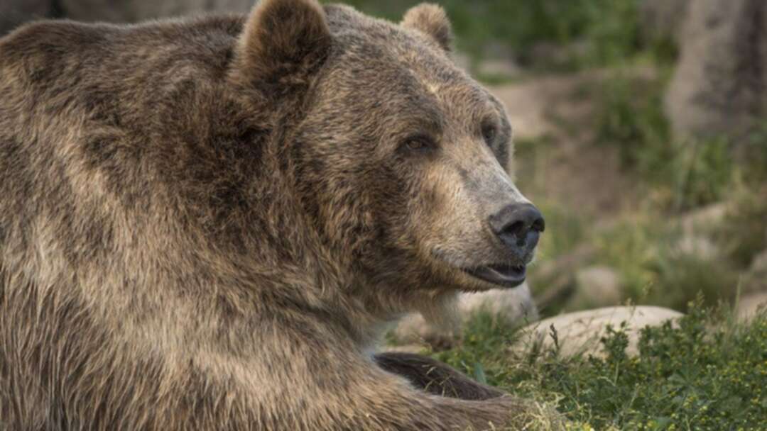 Grizzly Bear Kills a Woman during a Cycling Trip in Montana