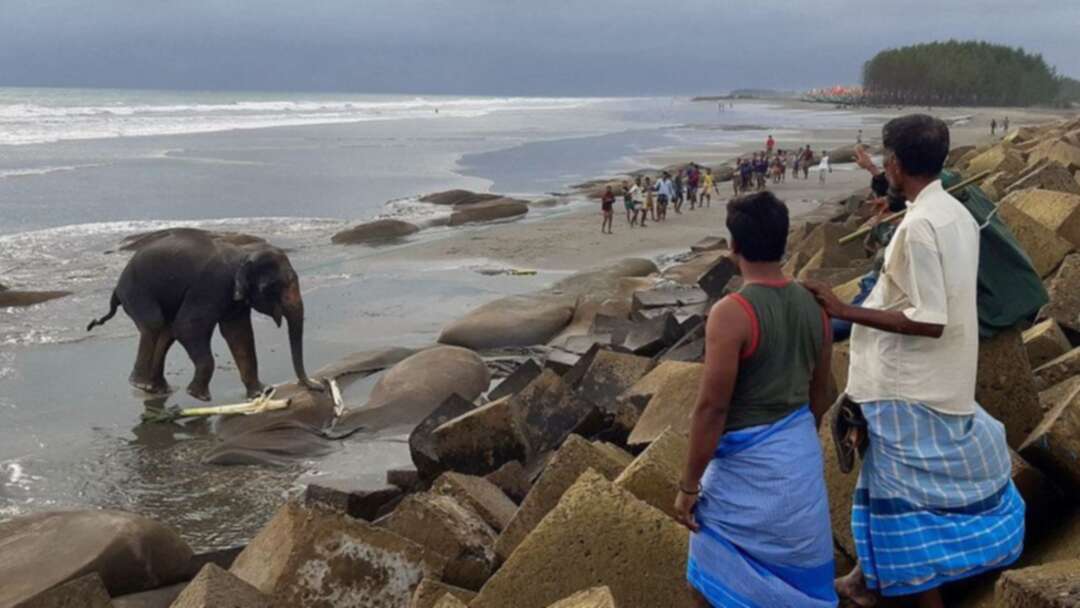 Bangladesh elephants rescued after fleeing into Bay of Bengal