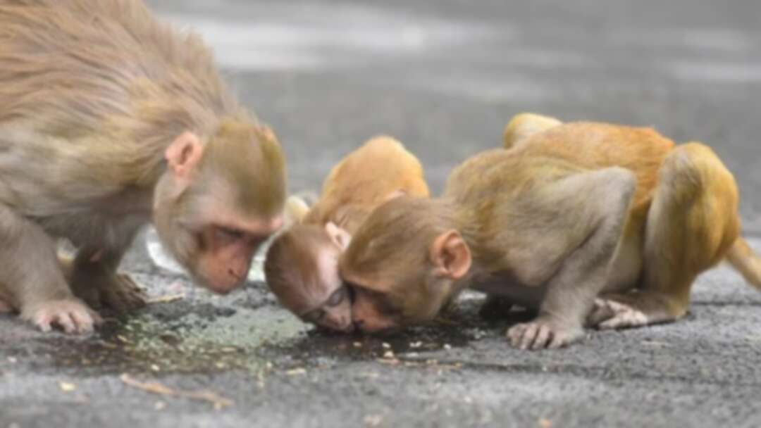 China announces first human infection and death from Monkey B Virus