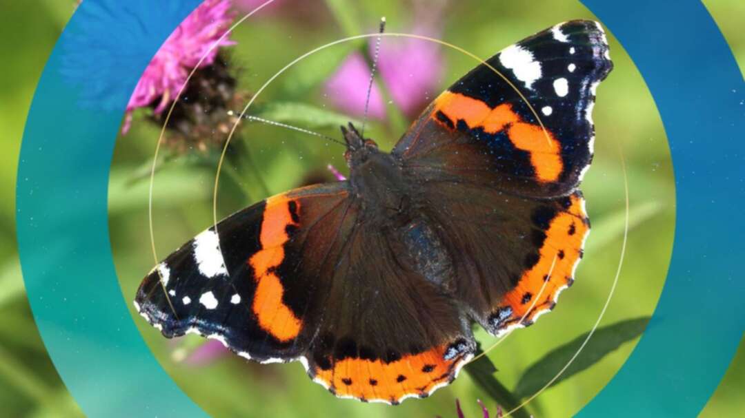 Britons urged to count butterflies amid fears cold and wet spring has hit UK numbers