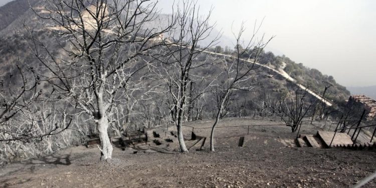 Algeria wildfires